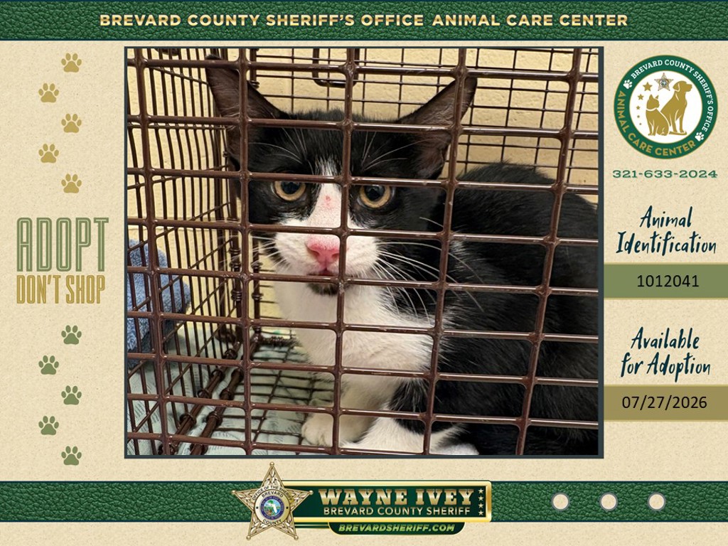 Shelter Stray Female Cat last seen Near Teal Drive, COCOA, FL, 32926, 5100 W Eau Gallie Blvd, Melbourne, FL 32934, USA