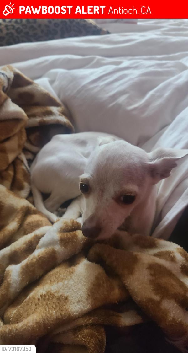 Lost Male Dog last seen Near 18th street and Cavallo, Antioch, CA 94509