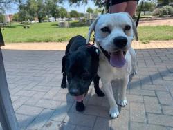 Shelter Stray Unknown Dog last seen Near Sanger Drive, AUSTIN, TX, 78748, 7201 Levander Loop bldg a, Austin, TX 78702, USA