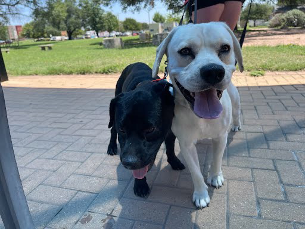 Shelter Stray Unknown Dog last seen Near Sanger Drive, AUSTIN, TX, 78748, 7201 Levander Loop bldg a, Austin, TX 78702, USA