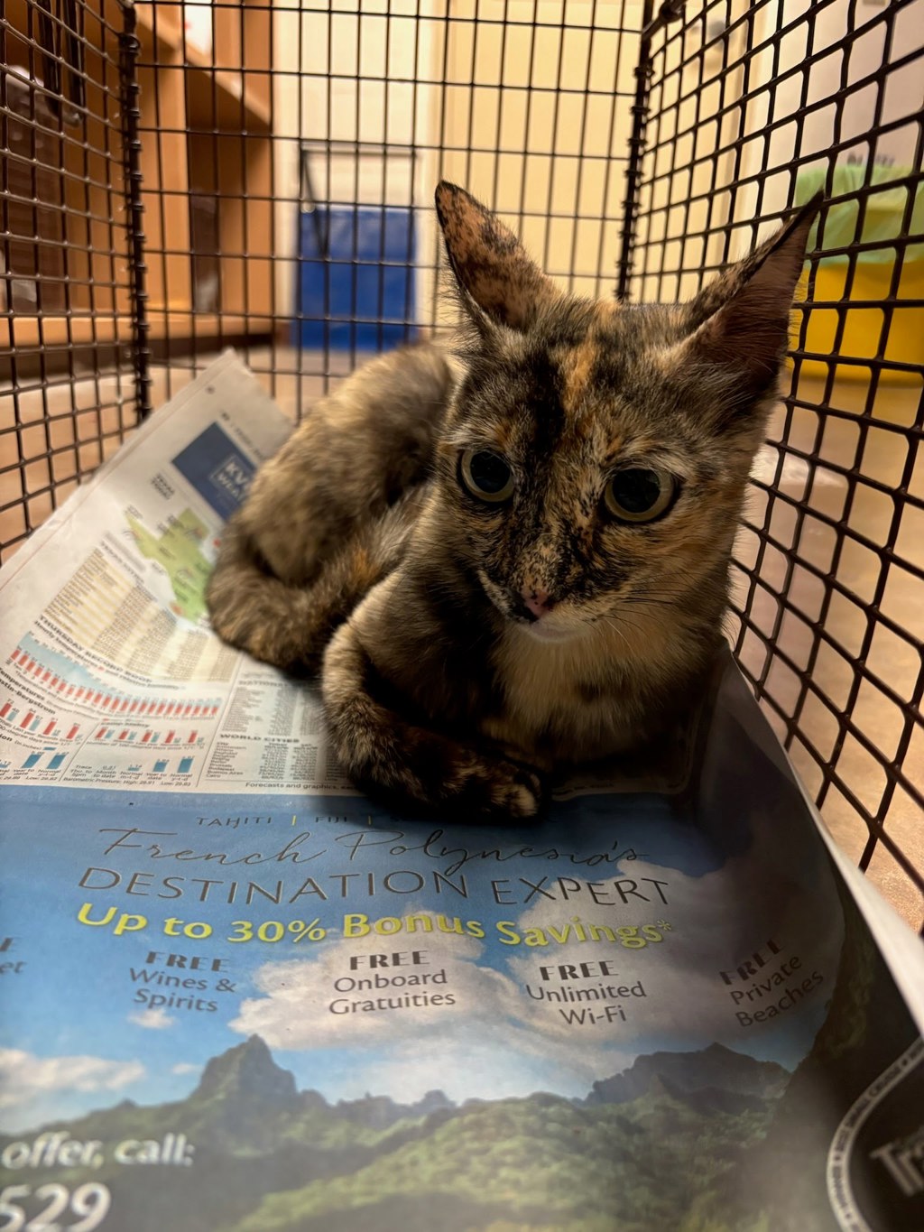 Shelter Stray Unknown Cat last seen Near Lampting Drive, PFLUGERVILLE, TX, 78660, 7201 Levander Loop bldg a, Austin, TX 78702, USA