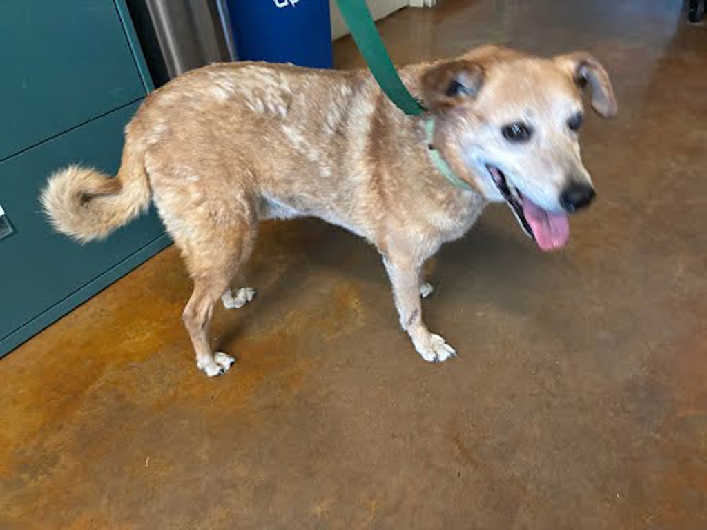 Shelter Stray Male Dog last seen Guerrero Ln. and Rodriguez Rd., AUSTIN, TX, 78747, 7201 Levander Loop bldg a, Austin, TX 78702, USA