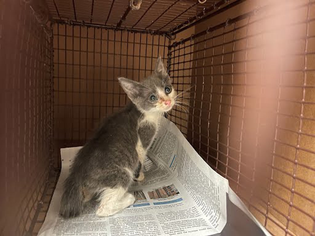 Shelter Stray Unknown Cat last seen Near Bluff Springs Road, AUSTIN, TX, 78744, 7201 Levander Loop bldg a, Austin, TX 78702, USA