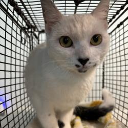 Shelter Stray Female Cat last seen Near NE 25th Street, CARLISLE, IA, 50047, Des Moines, IA 50313