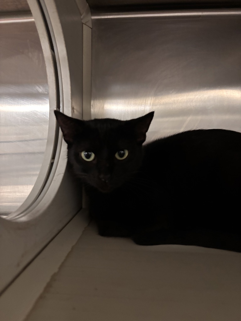 Shelter Stray Female Cat last seen Near NE 22nd Street, DES MOINES (Polk County), IA, 50313, Des Moines, IA 50313