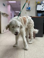 Shelter Stray Female Dog last seen Coldstream Drive, North Chesterfield, VA, 23234, 9300 Public Works Rd, Chesterfield, VA 23832, USA