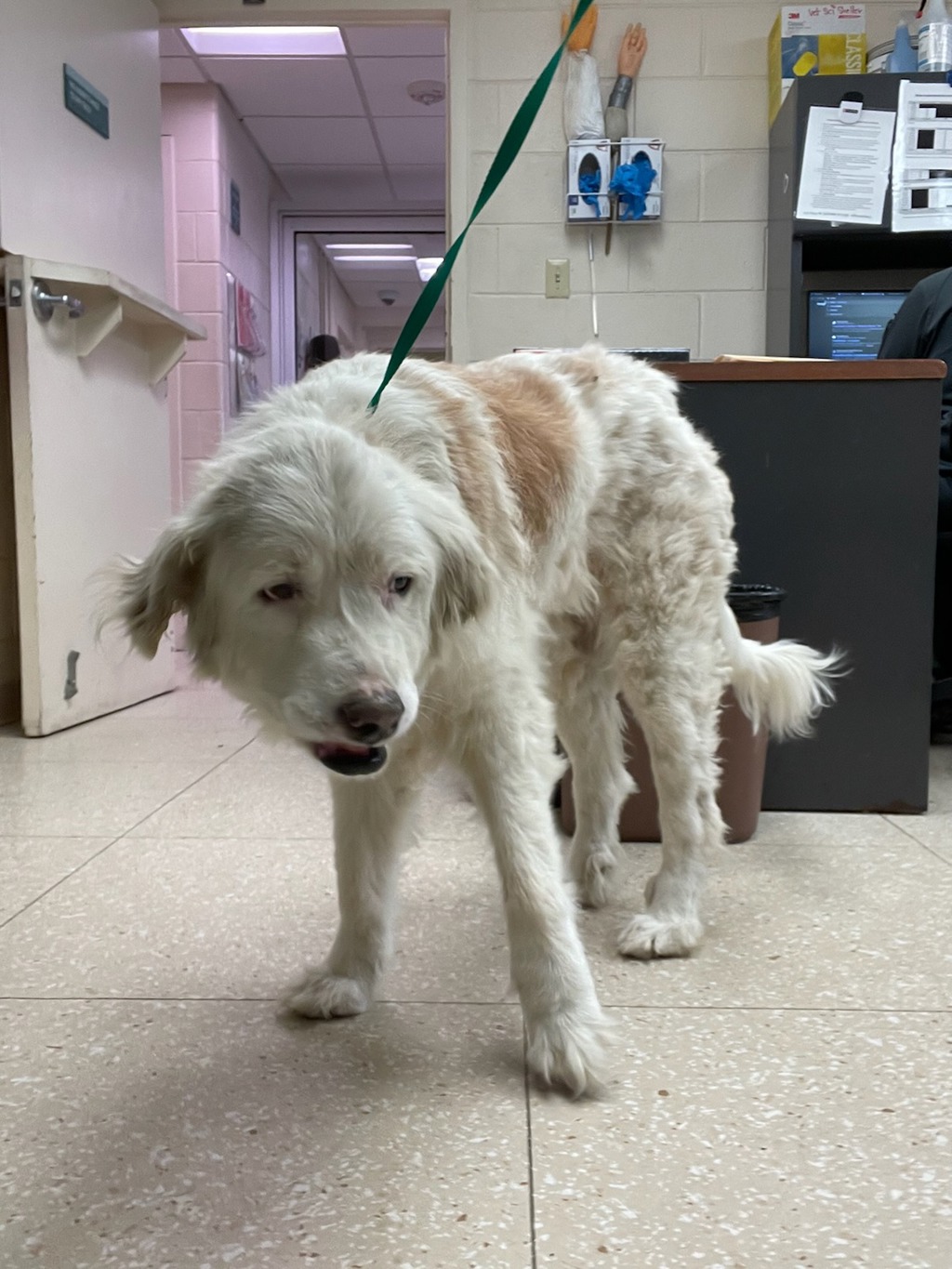 Shelter Stray Female Dog last seen Coldstream Drive, North Chesterfield, VA, 23234, 9300 Public Works Rd, Chesterfield, VA 23832, USA