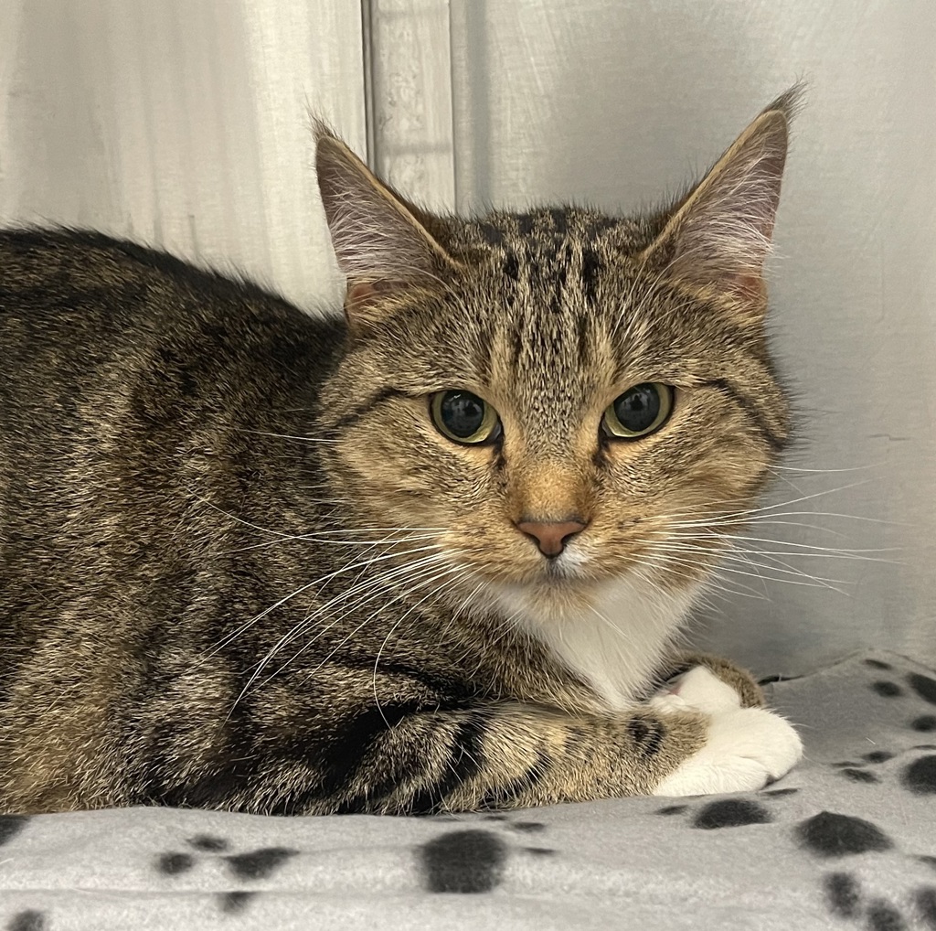 Shelter Stray Unknown Cat last seen W Jewell Ave//Kipling St, Lakewood, CO, 80227, 580 McIntyre St, Golden, CO 80401, USA