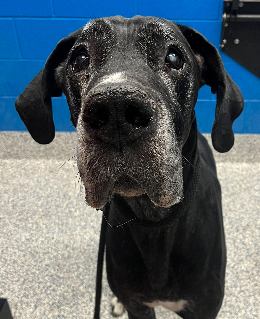 Shelter Stray Male Dog last seen w 10th ave & carr st, Lakewood, CO, 80226, 580 McIntyre St, Golden, CO 80401, USA