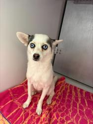 Shelter Stray Female Dog last seen Central Avenue, CHESTER, VA, 23836, 9300 Public Works Rd, Chesterfield, VA 23832, USA