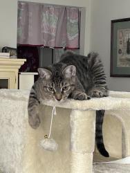 Lost Male Cat last seen Near N and Stryker intersection, Avon Park, FL 33825