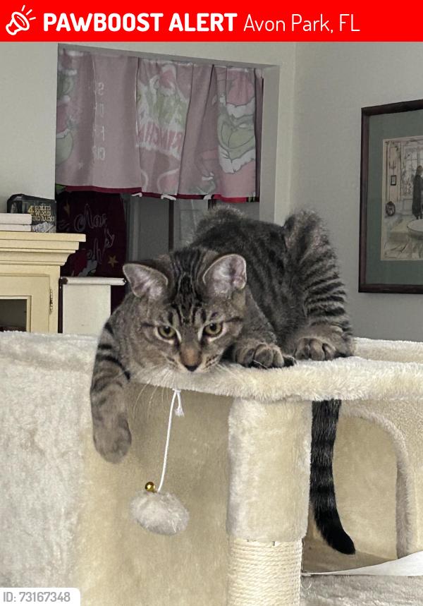 Lost Male Cat last seen Near N and Stryker intersection, Avon Park, FL 33825