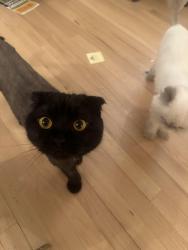 Lost Female Cat last seen Near parq, Parsippany-Troy Hills, NJ 07054