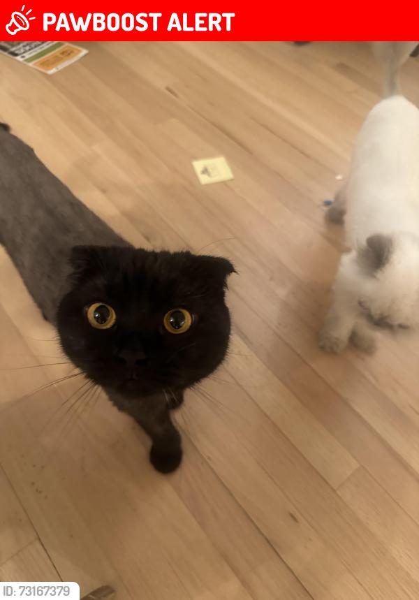 Lost Female Cat last seen Near parq, Parsippany-Troy Hills, NJ 07054