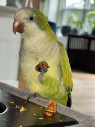 Lost Male Bird last seen Near N Goliad St Rockwall, TX 75087 United States, Rockwall, TX 75087