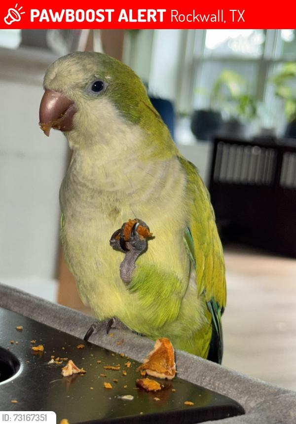 Lost Male Bird last seen Near N Goliad St Rockwall, TX 75087 United States, Rockwall, TX 75087