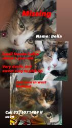 Lost Female Cat last seen West st, Oakland, CA 94608