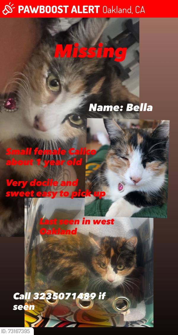 Lost Female Cat last seen West st, Oakland, CA 94608