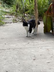 Reunited Male Cat last seen Pacific St, Loomis, CA 95650