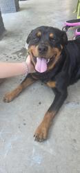 Found/Stray Female Dog last seen Dr Andrew J Brown and 22nd St, Indianapolis, IN 46218