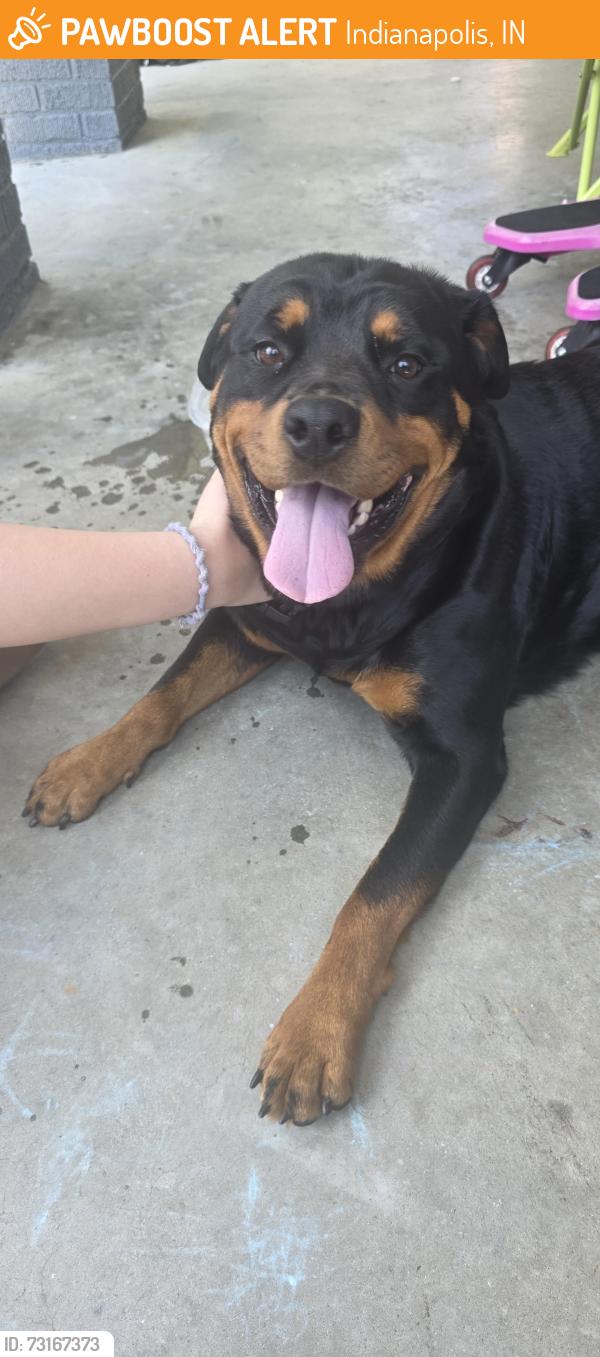 Found/Stray Female Dog last seen Dr Andrew J Brown and 22nd St, Indianapolis, IN 46218