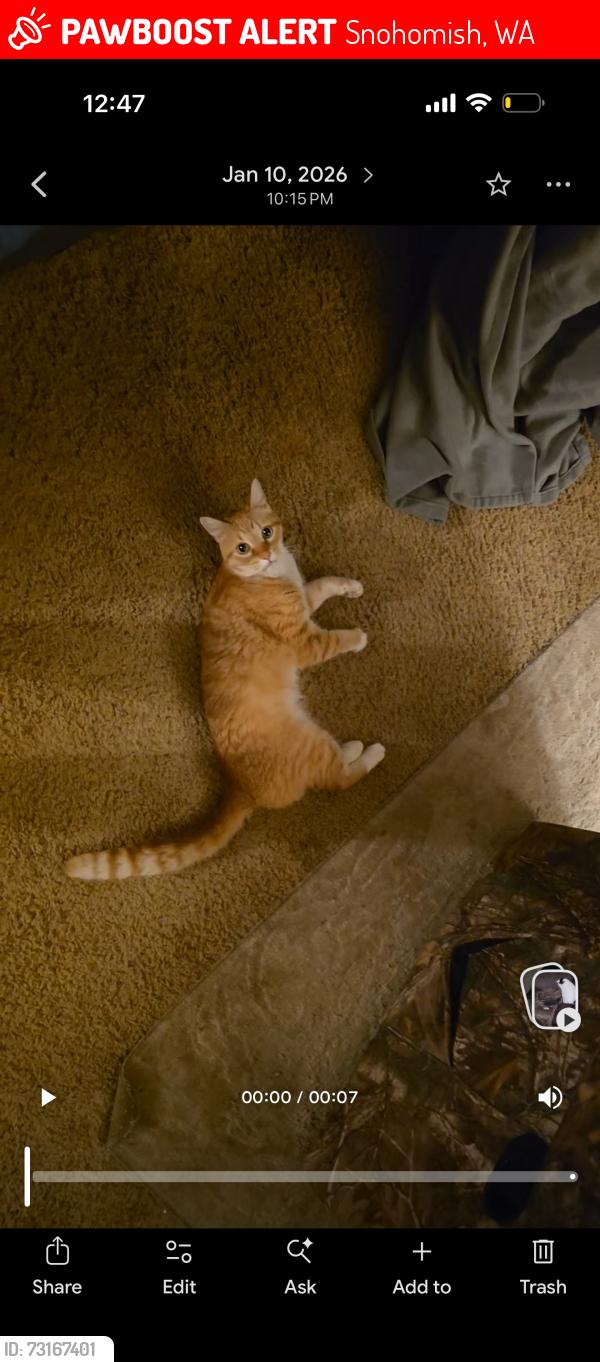 Lost Male Cat last seen Alpine View Vet, Snohomish, WA 98290