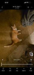 Lost Male Cat last seen Alpine View Vet, Snohomish, WA 98290
