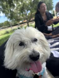 Reunited Female Dog last seen Barry St & Leon St by Melba Bishop Park, Oceanside, CA 92057