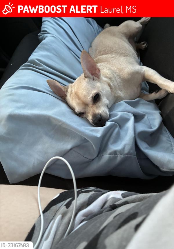 Lost Male Dog last seen tuckers crossing, Laurel, MS 39440