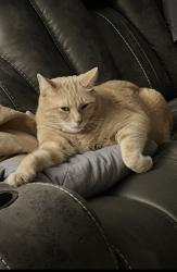 Lost Male Cat last seen Humble Park, Racine, WI 53405