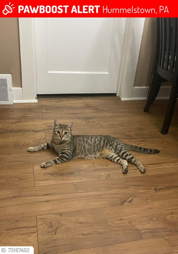 Lost Female Cat last seen Schiavoni Park, Hummelstown, PA 17036
