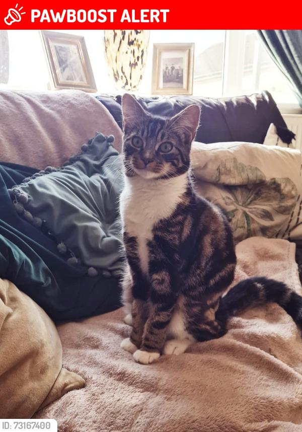 Lost Female Cat last seen i, Newton Burgoland, England LE67 2SP