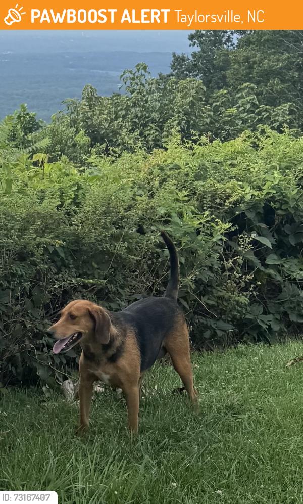Found/Stray Female Dog last seen Church St, Taylorsville, NC 28681