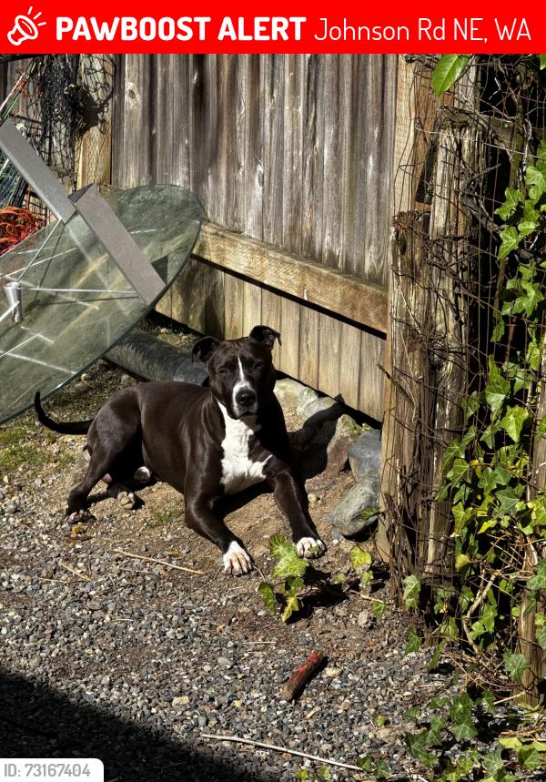 Lost Male Dog last seen Hwy 99 and Johnson rd ne, Johnson Rd NE, WA 98354