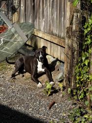 Lost Male Dog last seen Hwy 99 and Johnson rd ne, Johnson Rd NE, WA 98354