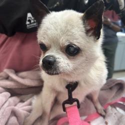 Shelter Stray Female Dog last seen , 8464 Beach Blvd, Jacksonville, FL 32216, USA