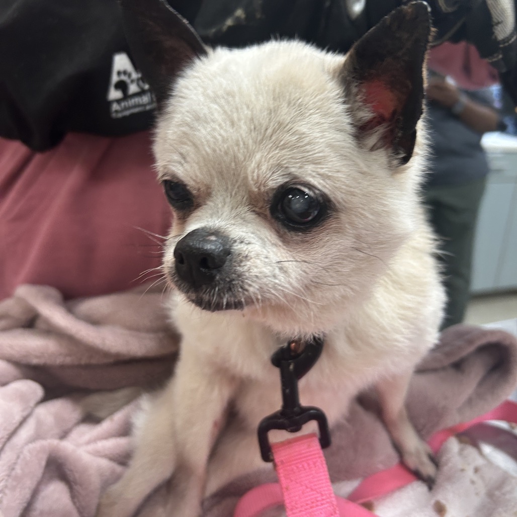 Shelter Stray Female Dog last seen , 8464 Beach Blvd, Jacksonville, FL 32216, USA