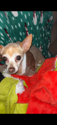 Lost Male Dog last seen Isleta & arenal, Albuquerque, NM 87105