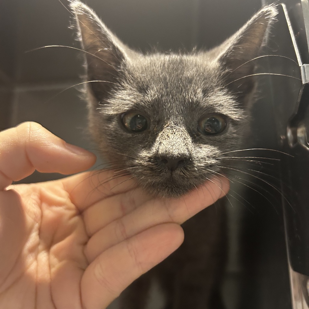 Shelter Stray Female Cat last seen , 4500 N Access Rd, Chattanooga, TN 37415, USA