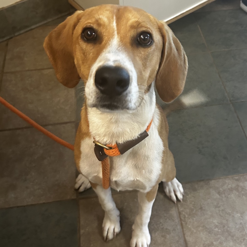 Shelter Stray Female Dog last seen , 4500 N Access Rd, Chattanooga, TN 37415, USA