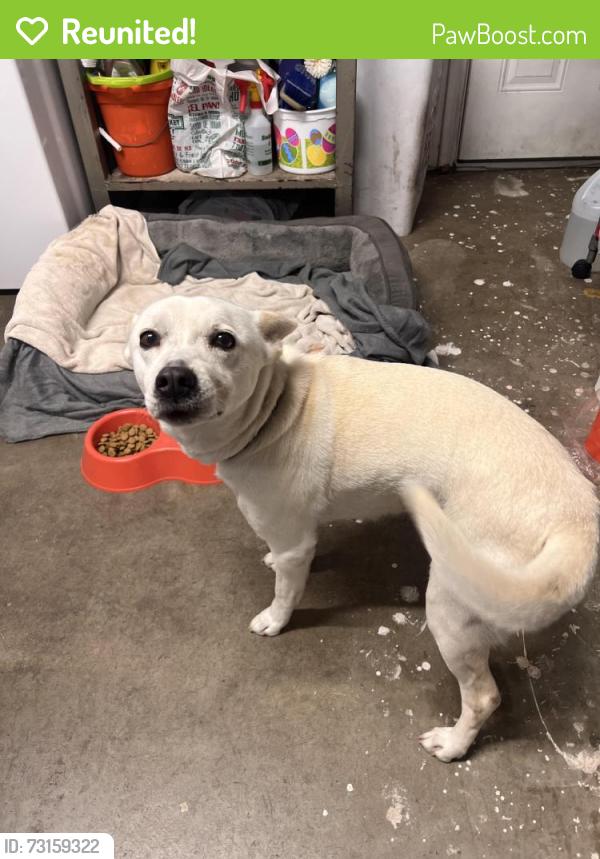 Reunited Female Dog last seen elm and thermal, San Diego, CA 92154