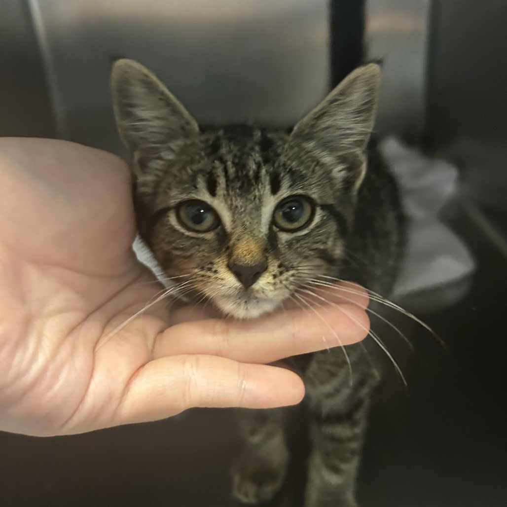 Shelter Stray Female Cat last seen , 4500 N Access Rd, Chattanooga, TN 37415, USA