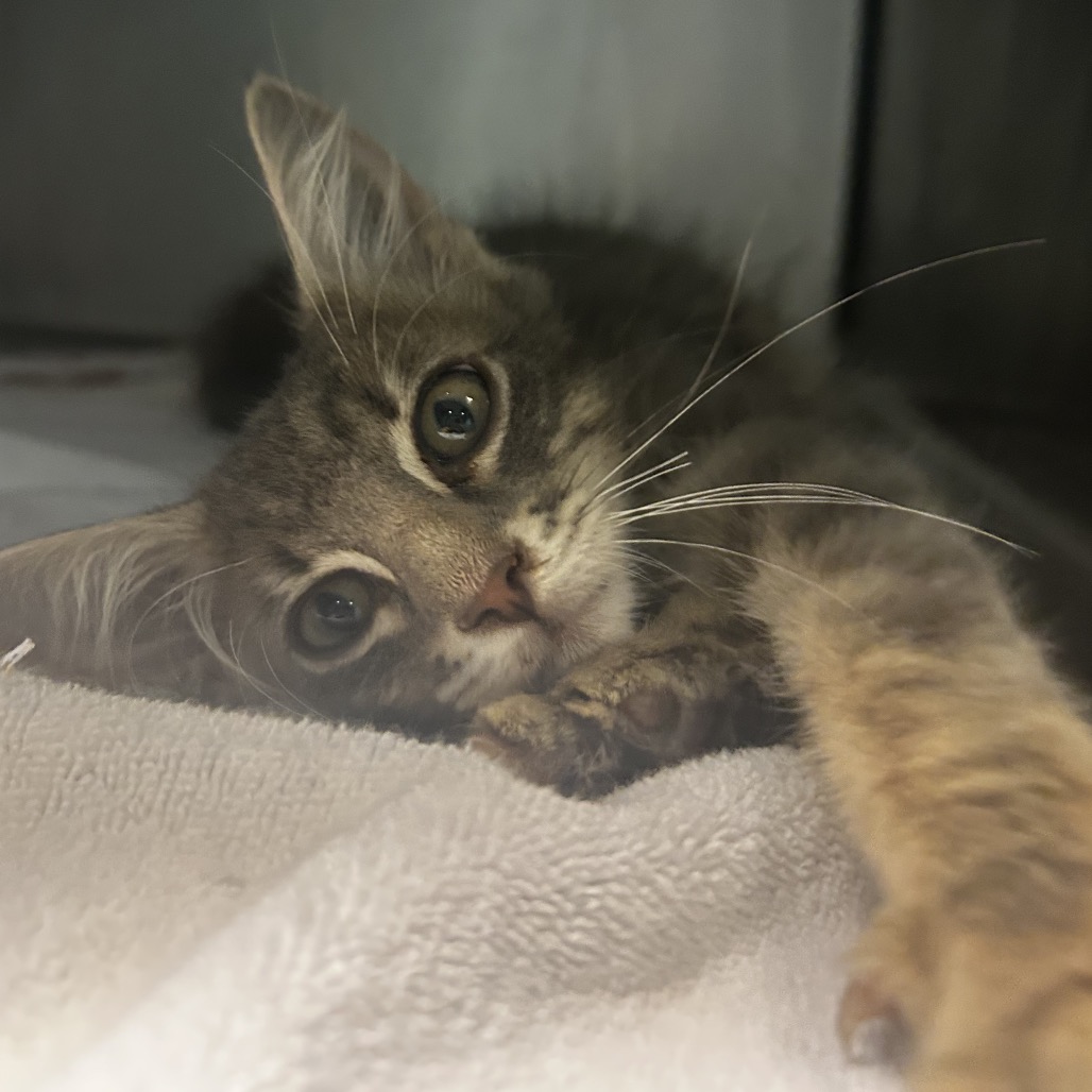 Shelter Stray Female Cat last seen , 4500 N Access Rd, Chattanooga, TN 37415, USA