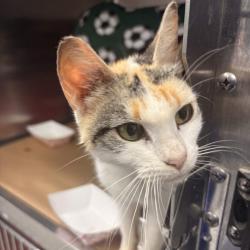 Shelter Stray Female Cat last seen , 328 Furman Hall Rd, Greenville, SC 29609, USA