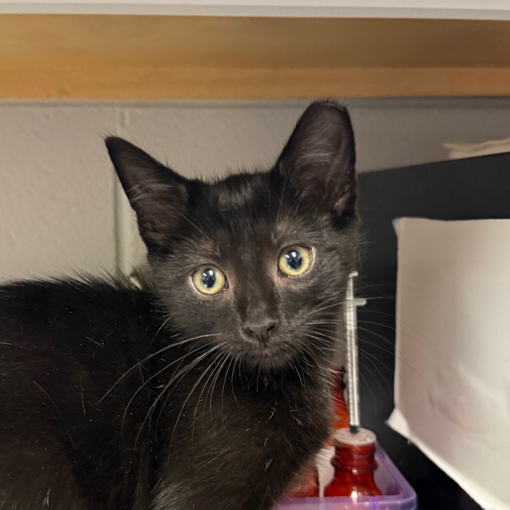 Shelter Stray Male Cat last seen , 328 Furman Hall Rd, Greenville, SC 29609, USA