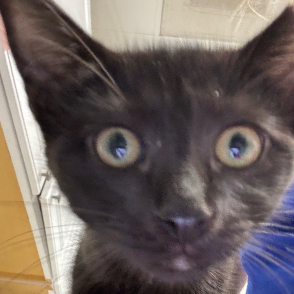 Shelter Stray Male Cat last seen , 328 Furman Hall Rd, Greenville, SC 29609, USA