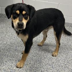 Shelter Stray Male Dog last seen , 328 Furman Hall Rd, Greenville, SC 29609, USA