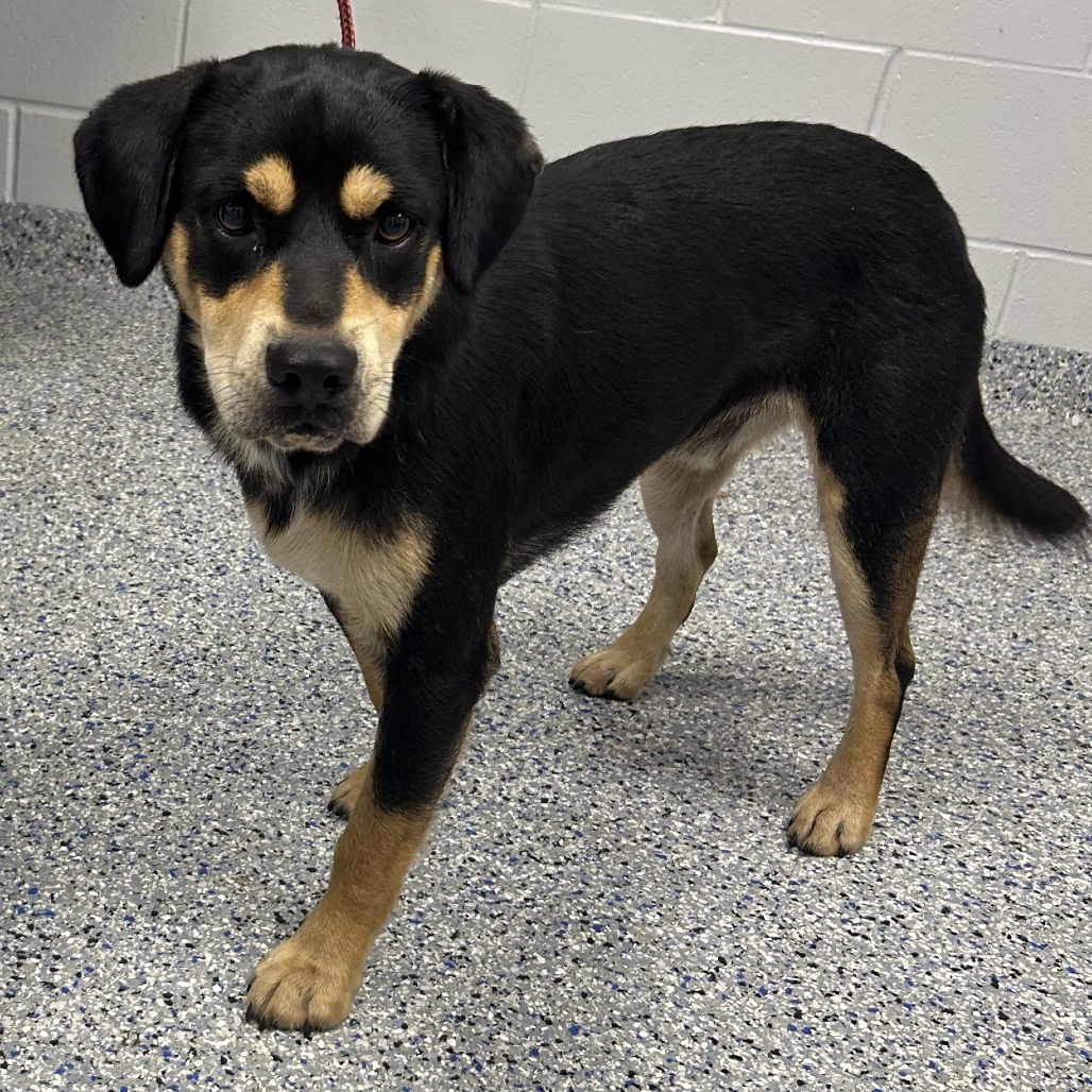 Shelter Stray Male Dog last seen , 328 Furman Hall Rd, Greenville, SC 29609, USA