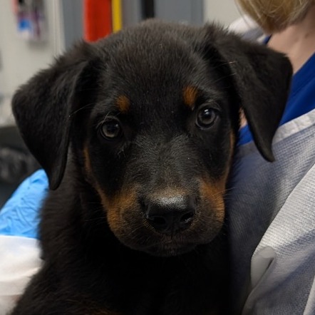 Shelter Stray Male Dog last seen , 328 Furman Hall Rd, Greenville, SC 29609, USA