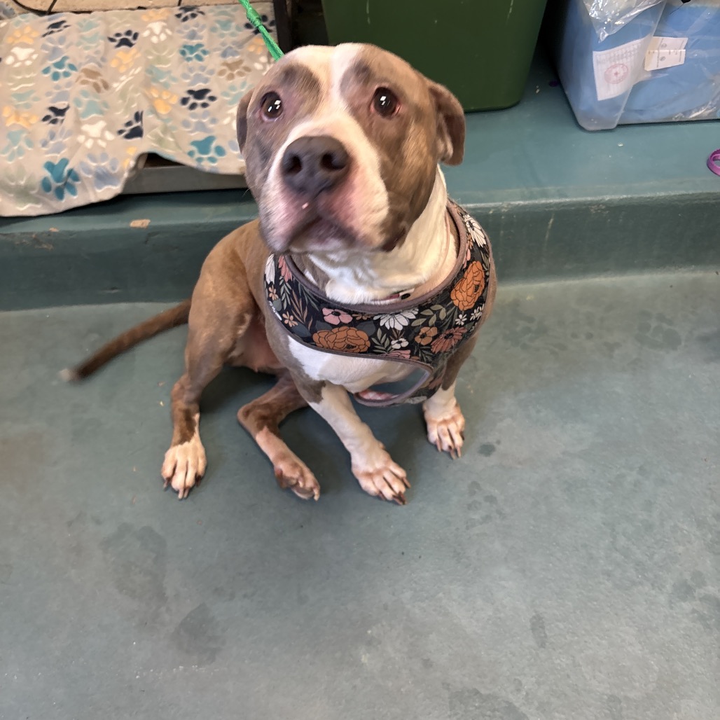 Shelter Stray Female Dog last seen , 2350 Appling City Cove, Memphis, TN 38133, USA